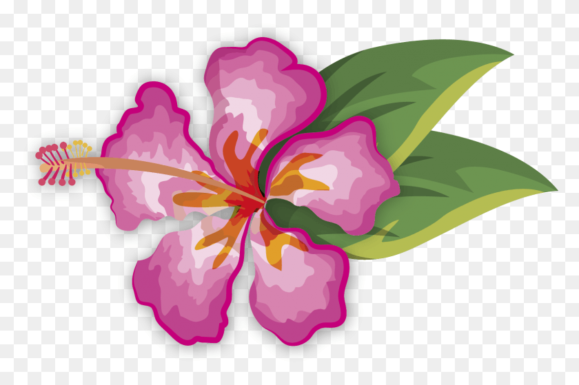 1533x982 Hibiscus Chinese Hibiscus, Plant, Petal, Flower HD PNG Download