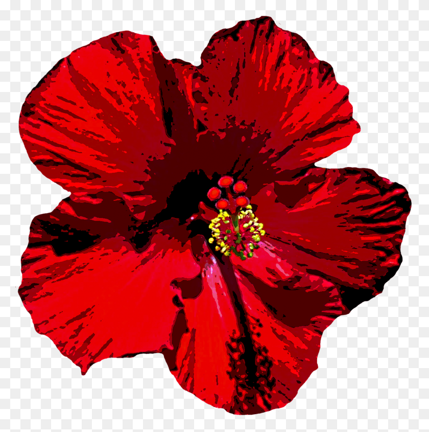 1271x1280 Hibiscus Clipart Bloom, Plant, Flower, Blossom HD PNG Download