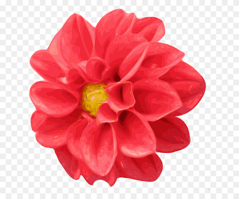 635x640 Гибискус Коралловый Георгин Цветок Картинки, Растение, Цветение, Роза Png Скачать