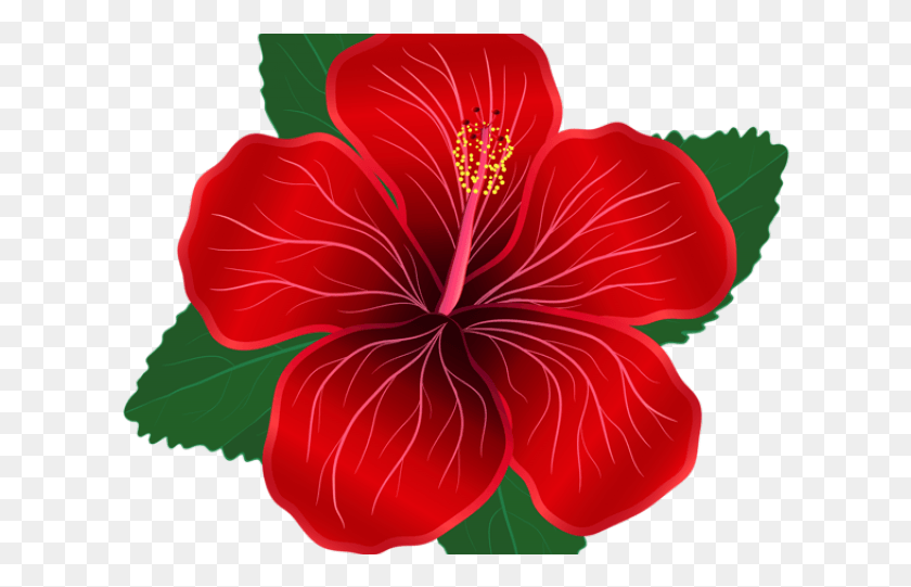617x481 Hibiscus Clipart Shoeflower Red Hibiscus Flower, Plant, Flower, Blossom HD PNG Download