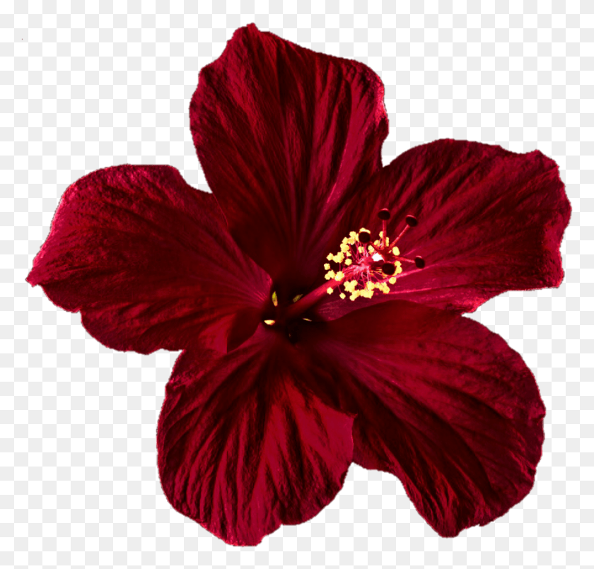 882x843 Hibiscus Clipart Tumblr Mexican Flower, Plant, Blossom, Petal HD PNG Download