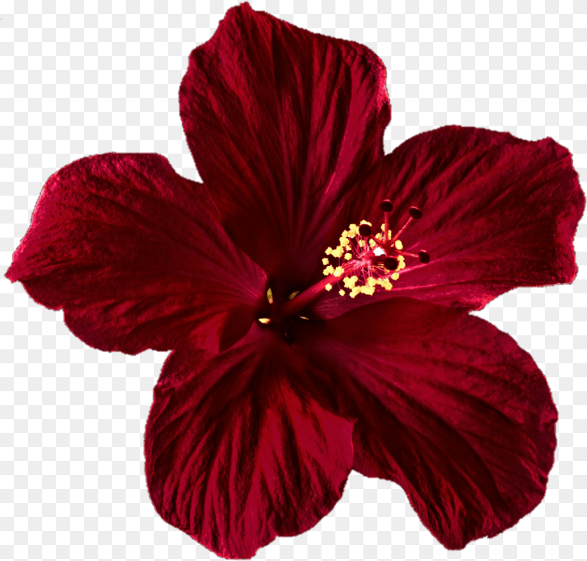 882x843 Hibiscus Clipart Tumblr Transparent Red Flower, Plant, Pollen, Rose Sticker PNG