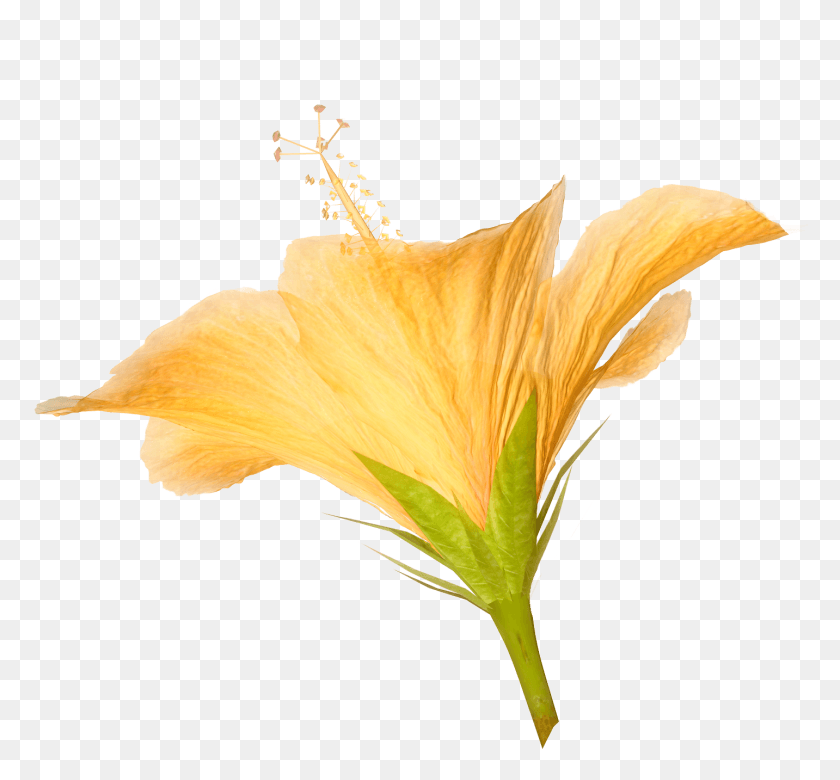 1433x1323 Цветочные Картинки Гибискуса Для Коллажей И Записок Rosemallows, Растение, Цветок, Цветение Hd Png Скачать