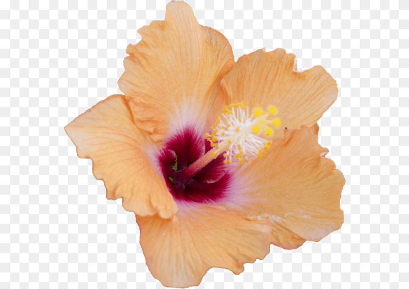 Hibiscus Flowers Rosemallows, Flower, Plant, Rose Transparent PNG