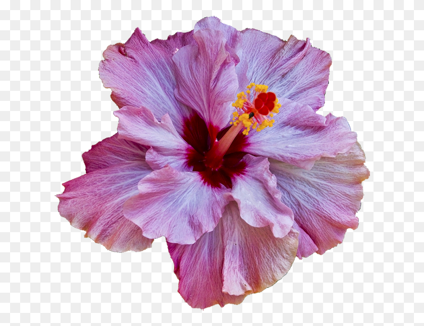 626x586 Hibiscus Just Reminds Of Hawaii Translúcido Flor, Planta, Flor, Geranio Hd Png