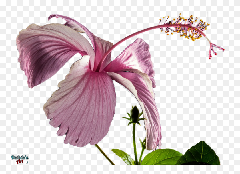 801x565 Hibiscus Transparent Chinese Hibiscus, Plant, Flower, Blossom HD PNG Download