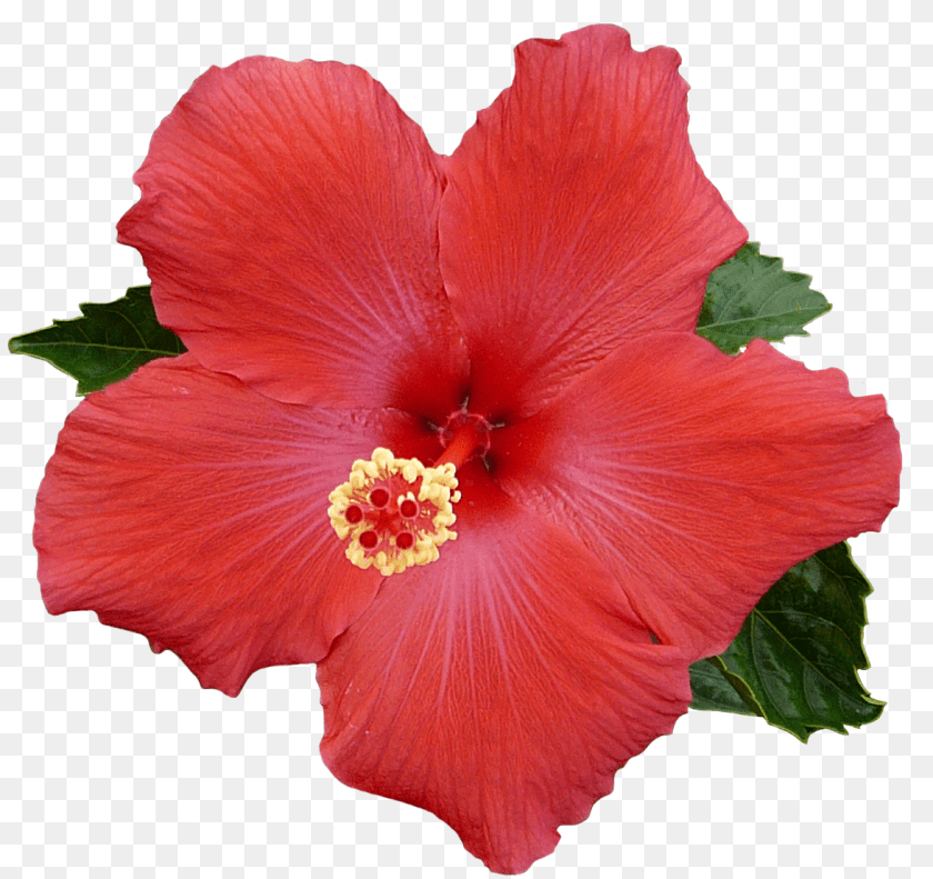 1174x1106 Hibiscus Transparent For Free Download On Mbtskoudsalg, Flower, Plant, Pollen Sticker PNG