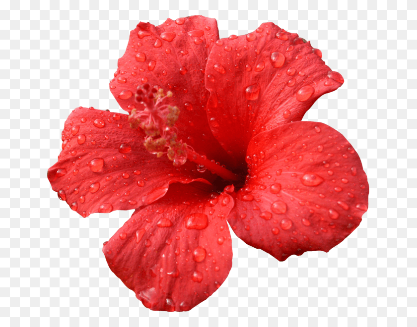 649x600 Hibiscus Transparent Psd Transparent Red Hibiscus Flower, Plant, Petal, Flower HD PNG Download