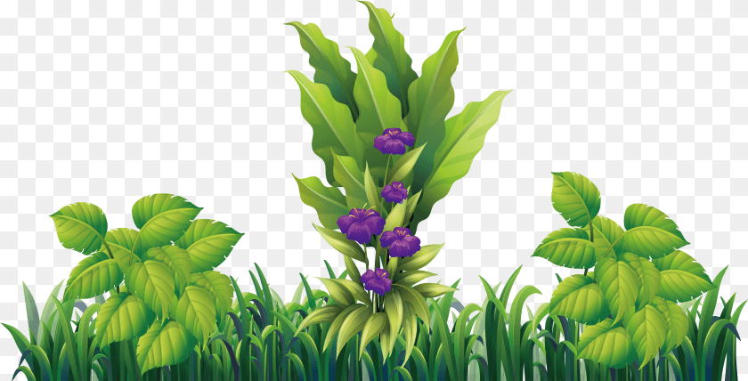 Hidden Ginger, Flower, Iris, Plant, Purple Transparent PNG
