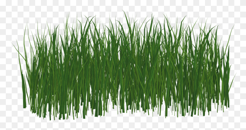 834x413 Hierba Transparent Format Grass, Plant, Lawn, Agropyron HD PNG Download