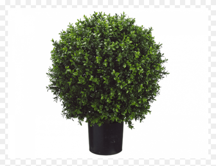 801x601 High Ball Shaped Transparent Background Boxwood Potted Topiary, Bush, Vegetation, Plant HD PNG Download