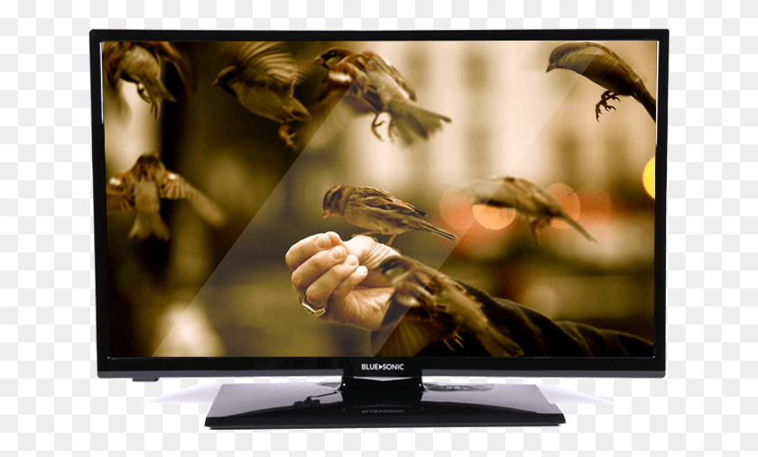 647x447 Descargar Png Tv Led De Alta Definición 8K, Aves De La Naturaleza, Monitor, Pantalla, Electrónica Hd Png