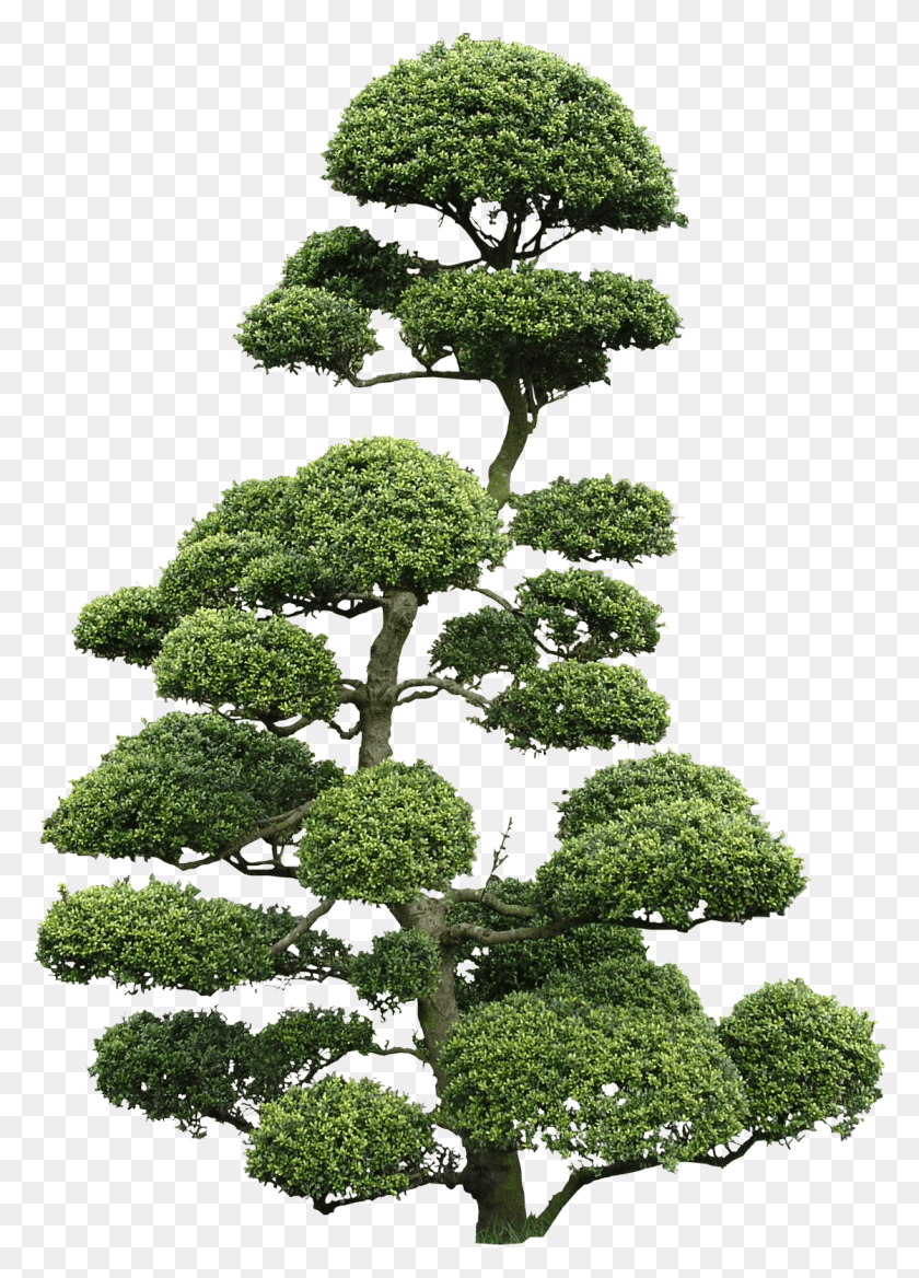 1119x1590 High Quality Cloud Tree Textures Ilex Crenata Bonsai, Potted Plant, Plant, Vase HD PNG Download