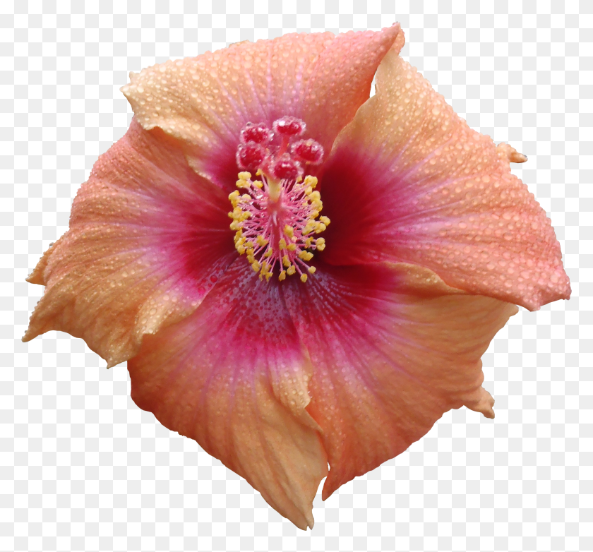 2532x2346 Descargar Png / Texturas De Flora De Alta Calidad, Textura De Flor De Hibisco, Hd Png