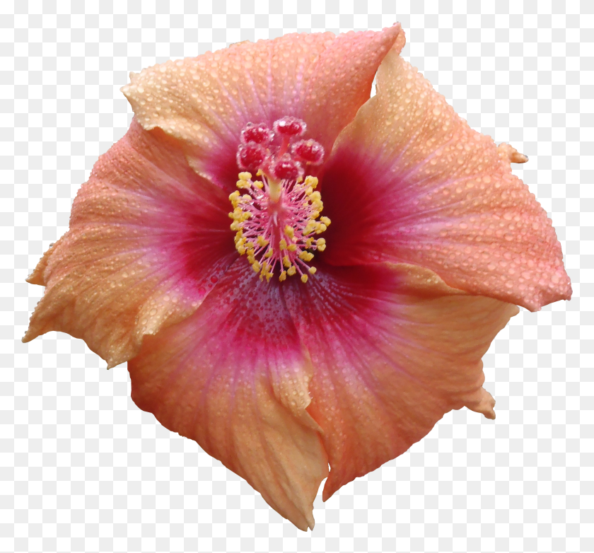 2532x2346 High Quality Flora Textures Hibiscus Flower Texture HD PNG Download