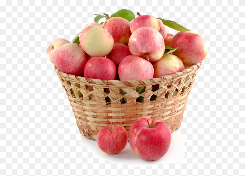 590x543 High Quality Fruit Is Never Found Singly Answer, Plant, Apple, Food HD PNG Download