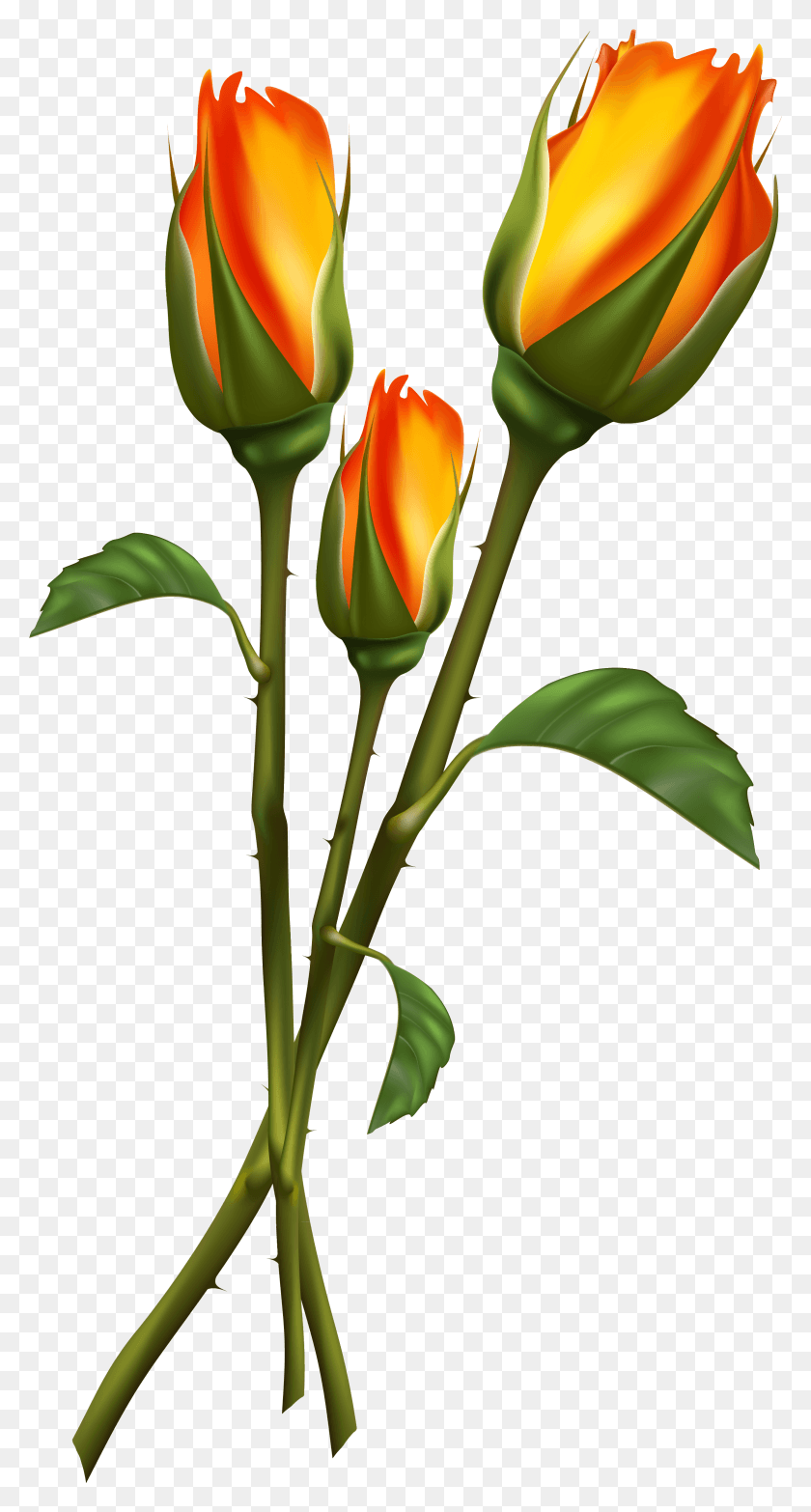 2369x4575 High Quality Images Clipart Plants Tulip Beautiful Flower Drawing, Plant, Rose, Blossom HD PNG Download
