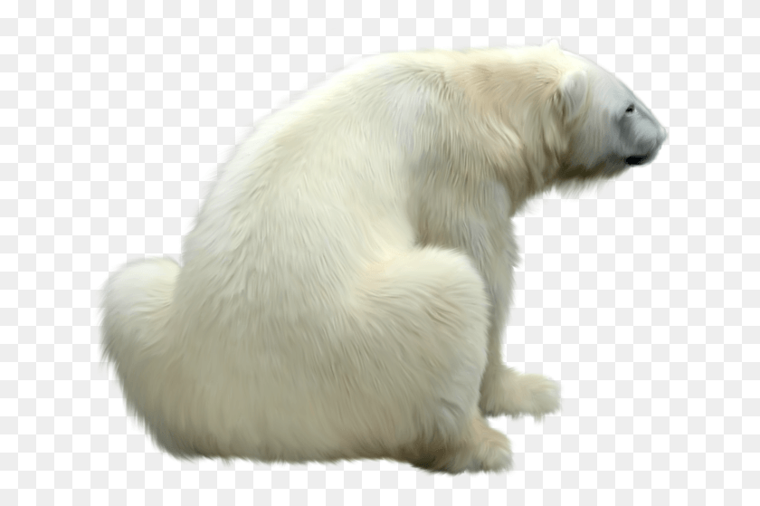 640x499 High Quality Photo Of Polar Bear On White Background, Dog, Pet, Canine HD PNG Download