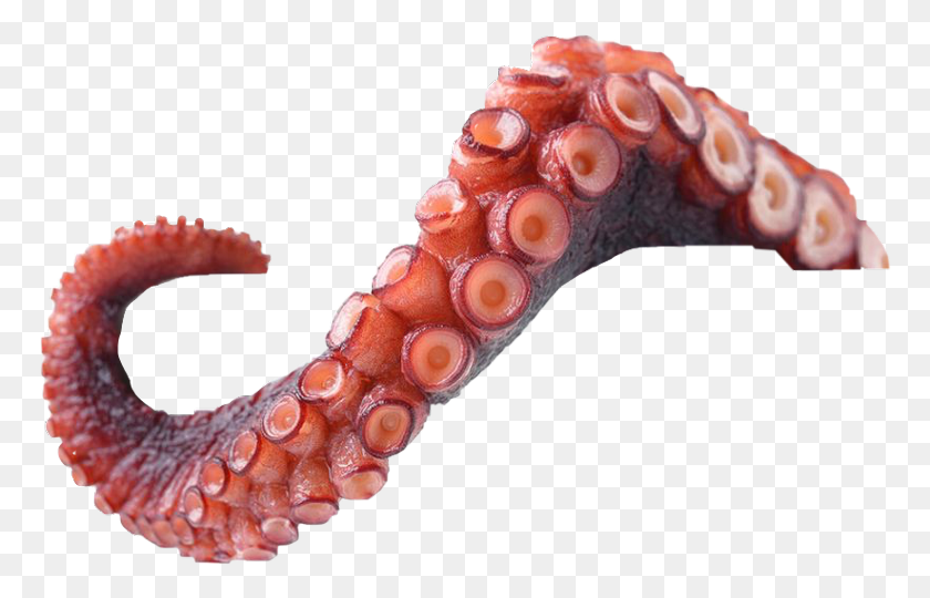 770x480 High Res Octopus Tentacle, Invertebrate, Animal, Sea Life HD PNG Download