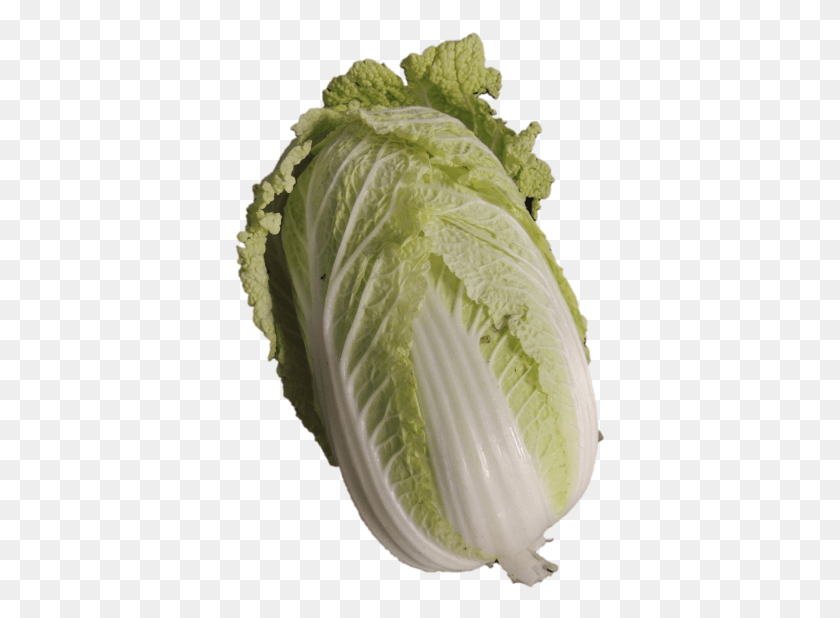 371x558 High Resolution Cabbage, Plant, Vegetable, Food HD PNG Download