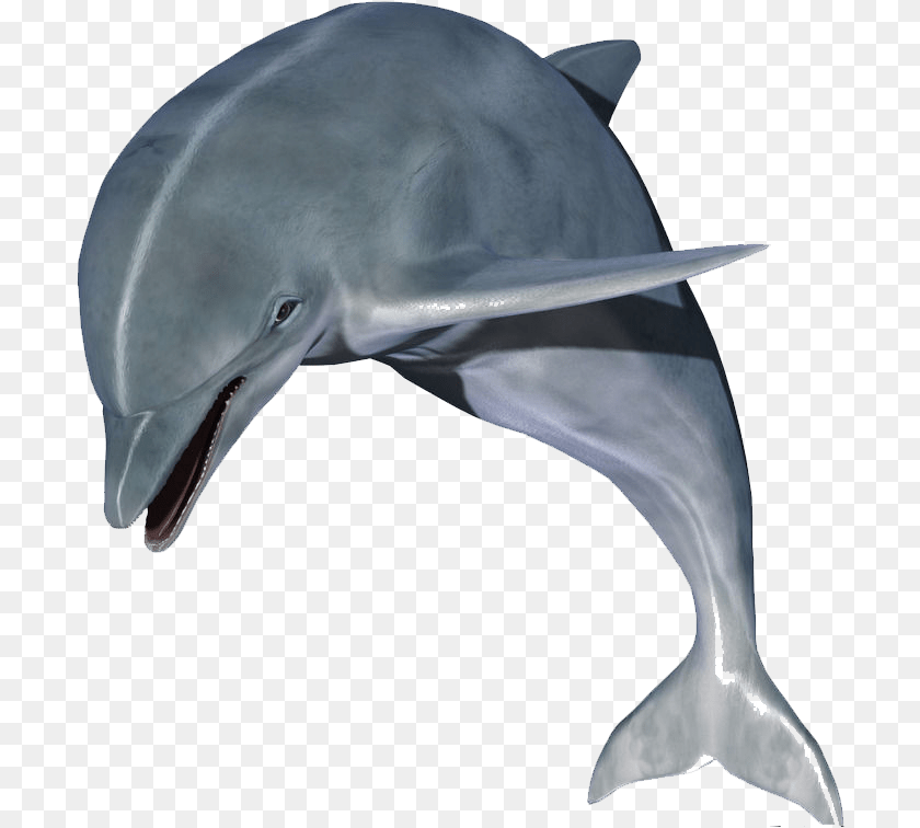 703x756 High Resolution Dolphin Hd, Animal, Mammal, Sea Life, Fish Transparent PNG