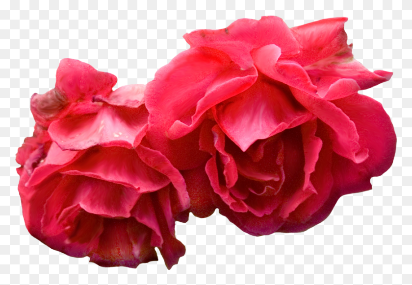 867x581 High Resolution Garden Roses, Plant, Geranium, Flower HD PNG Download