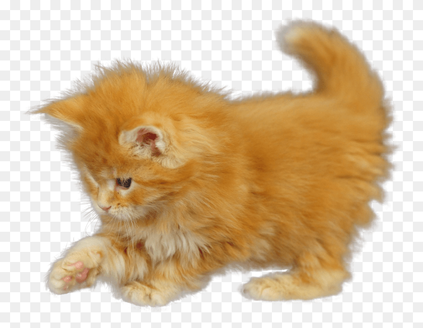 756x591 High Resolution Little Kittens And Orange And Fluffy, Pet, Animal, Cat HD PNG Download
