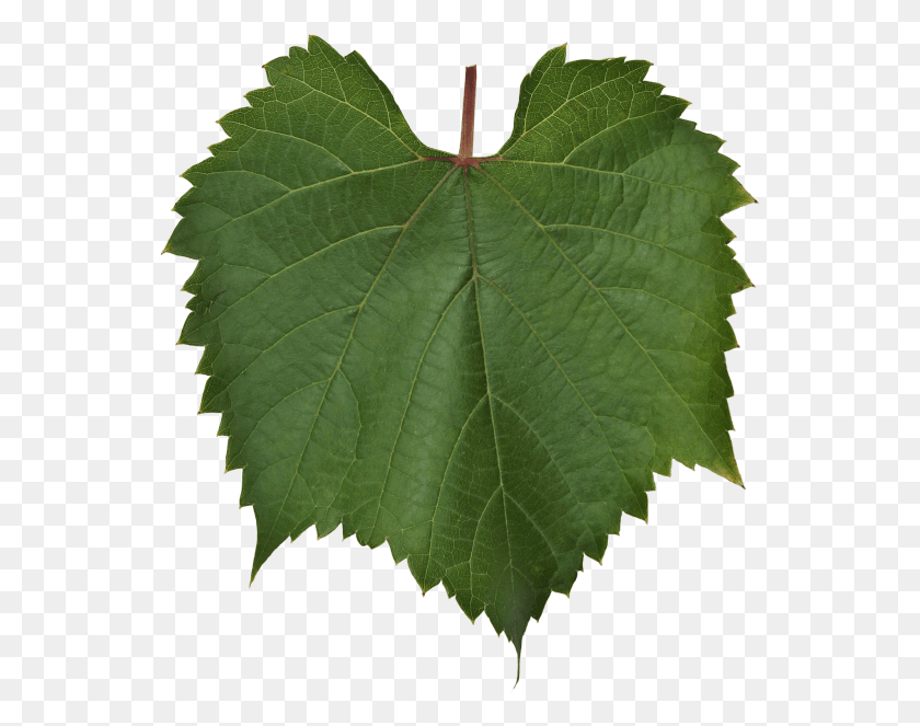 549x603 High Resolution Maple Leaf, Leaf, Plant, Veins HD PNG Download