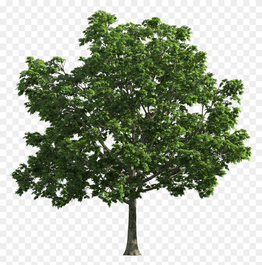 1978x2005 High Resolution Trees HD PNG Download