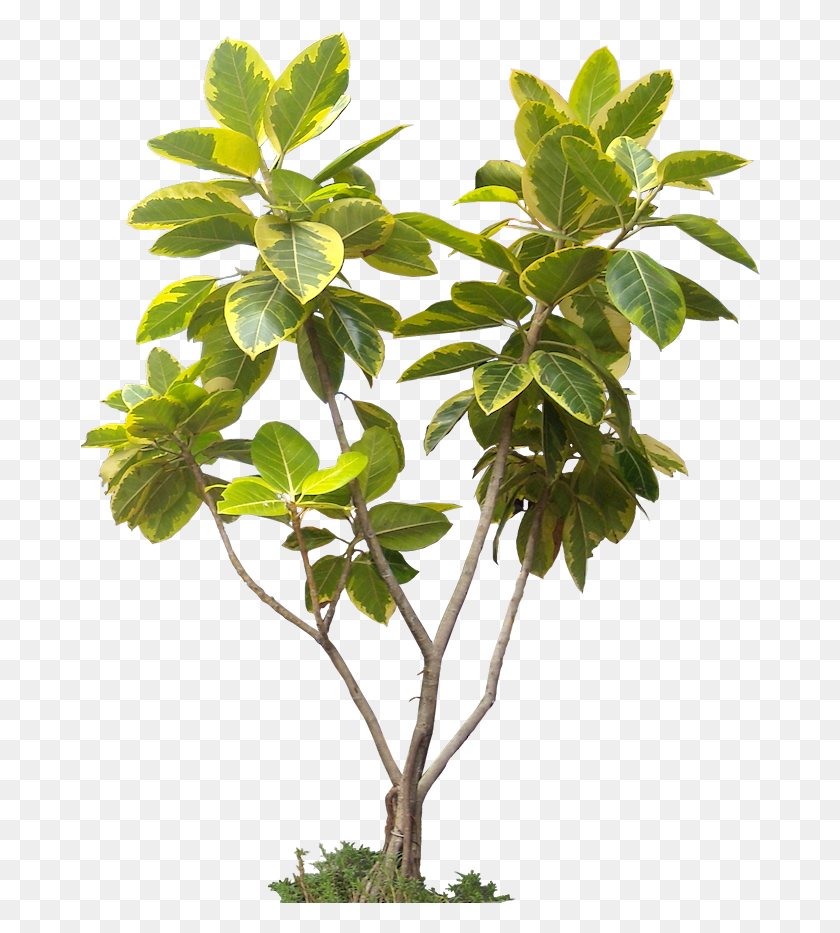 680x873 High Resolution Trees Tropical Plants Cut Out, Leaf, Plant, Tree Descargar Hd Png