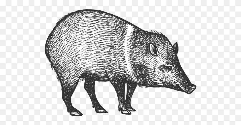 530x374 Вектор Пекари Высокого Разрешения, Свинья, Свинья, Млекопитающее Hd Png Скачать