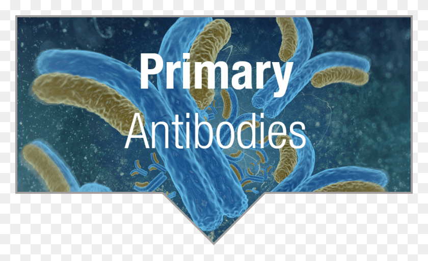 1000x581 Highly Validated Antibodies Anticorps Microscope, Water, Outdoors, Fish HD PNG Download