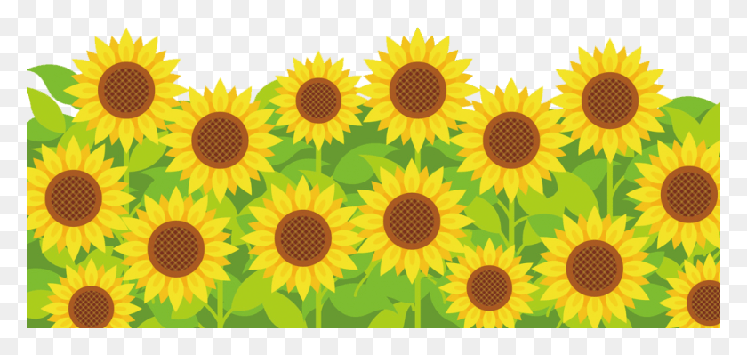 1024x446 Himawaribg Sunflower, Plant, Flower, Blossom HD PNG Download