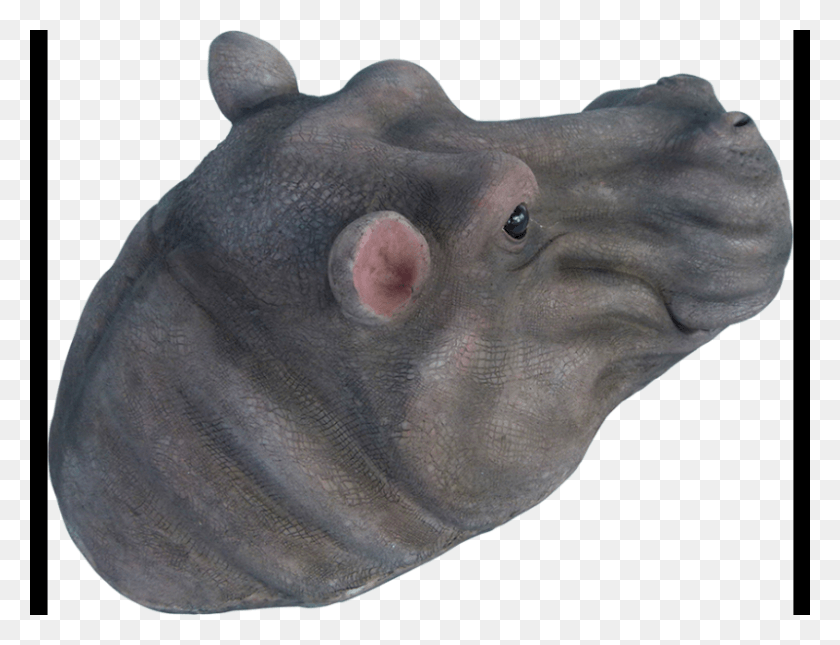 800x600 Hippo Head, Animal, Mammal, Sea Life HD PNG Download