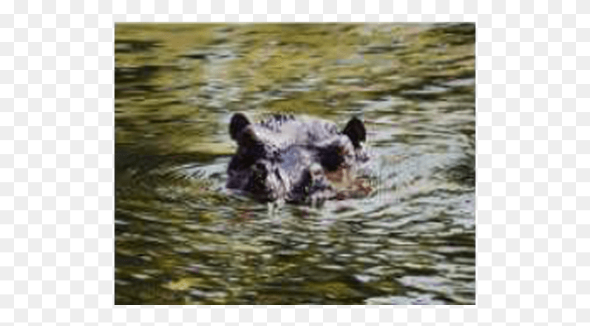 515x405 Hippo Hippopotamus, Animal, Mammal, Wildlife HD PNG Download