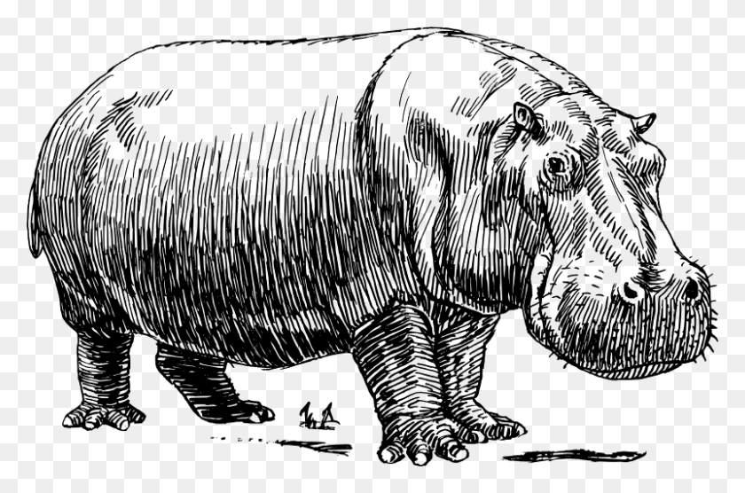 800x509 Hippo Hippopotamus Black And White, Gray, World Of Warcraft HD PNG Download