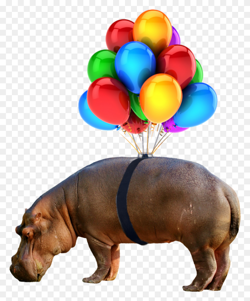 830x1014 Hippo Sticker, Balloon, Ball, Mammal HD PNG Download