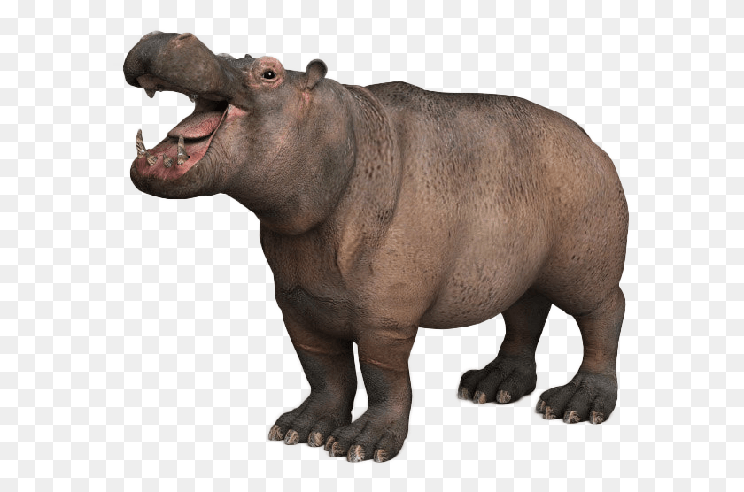 586x496 Hipopótamo Png / Hipopótamo Hd Png