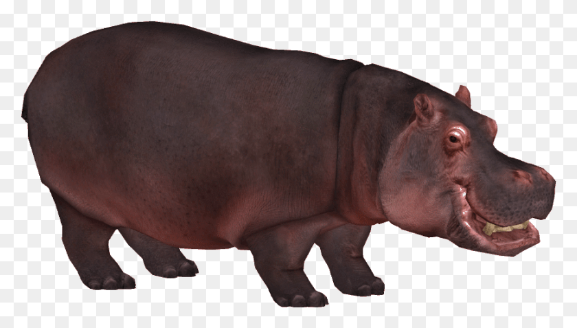 864x462 Hippopotamus Transparent Images Hippopotamus, Hippo, Wildlife, Mammal HD PNG Download