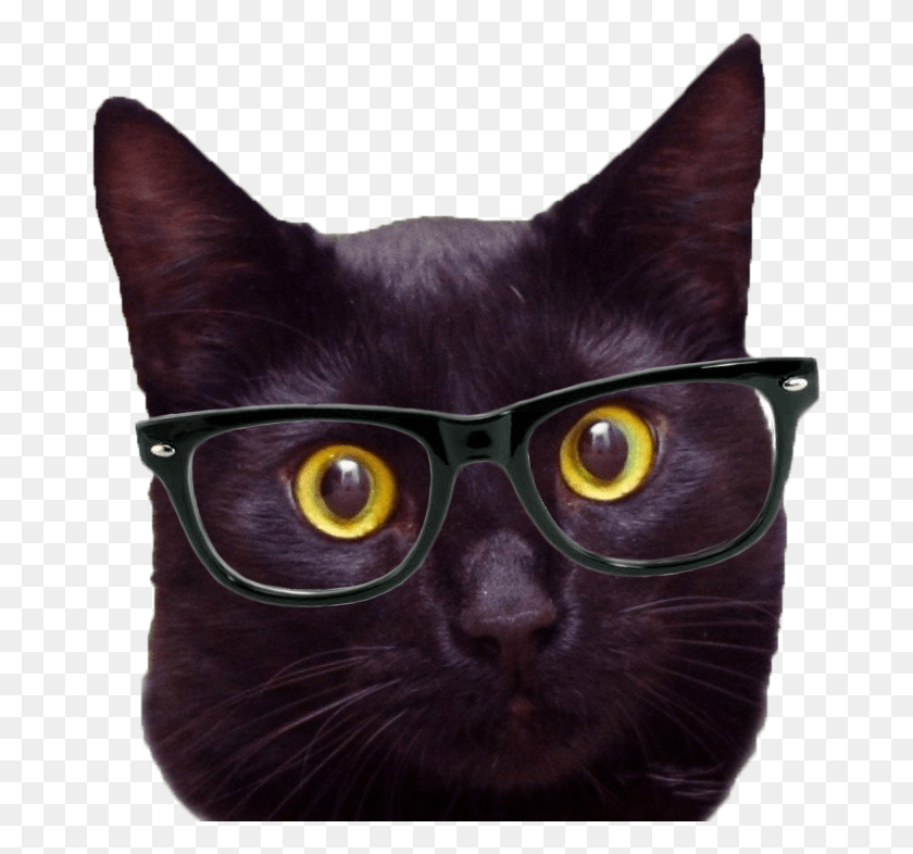 670x726 Hipster Gato Gato Negro Con Gafas, Mascota, Mamífero, Animal Hd Png