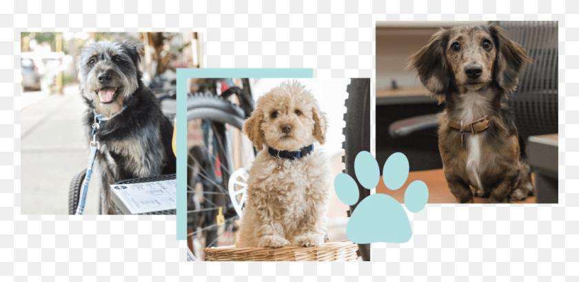 1000x448 Hireme 02 01 Labradoodle, Dog, Pet, Canine HD PNG Download