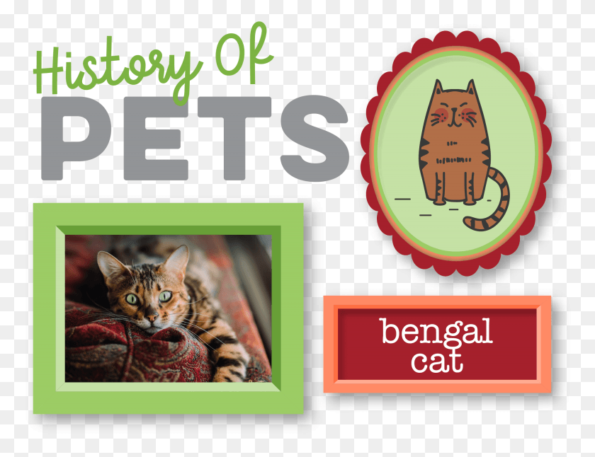 1950x1467 История Домашних Животных Плакат С Бенгальской Кошкой, Домашнее Животное, Млекопитающее, Животное Hd Png Скачать