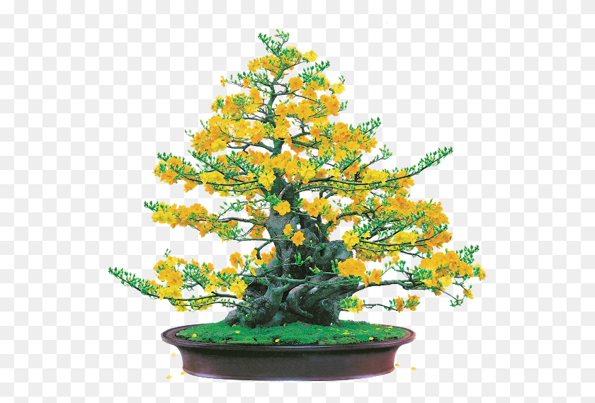 Hoa Mai Ochna Tree, Plant, Potted Plant, Vase HD PNG Download