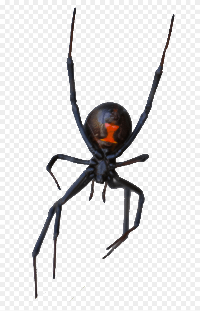 627x1242 Hobo Spider Exterminators And Pest Control In Las Vegas Black Widow, Invertebrate, Animal, Insect HD PNG Download