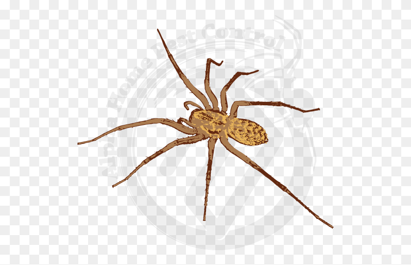 525x481 Hobo Spider Image Gallery Araneus Cavaticus, Invertebrate, Animal, Arachnid HD PNG Download