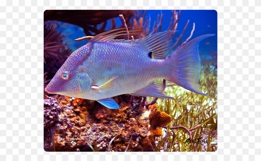 561x460 Hogfish Underwater, Fish, Animal, Water HD PNG Download