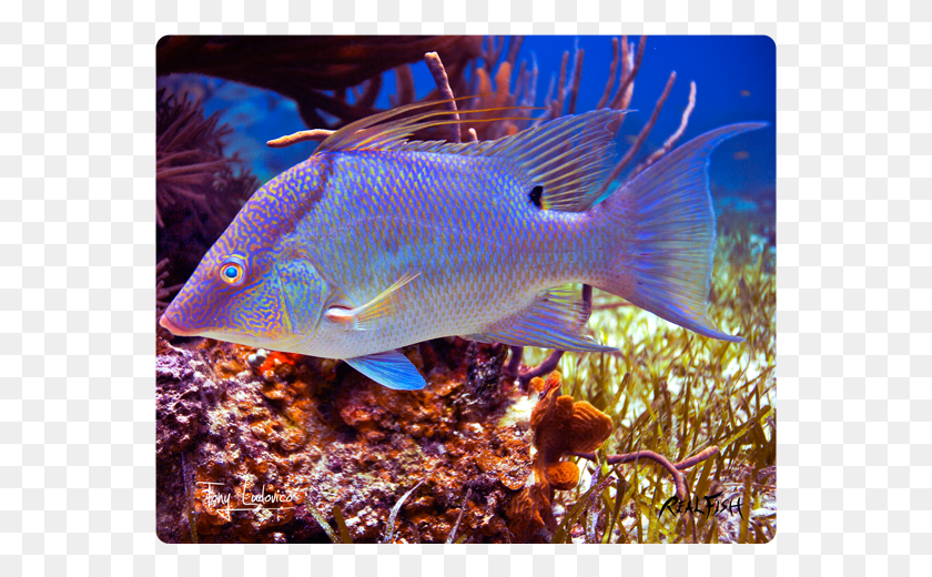 561x460 Hogfish Underwater, Fish, Animal, Water Descargar Hd Png