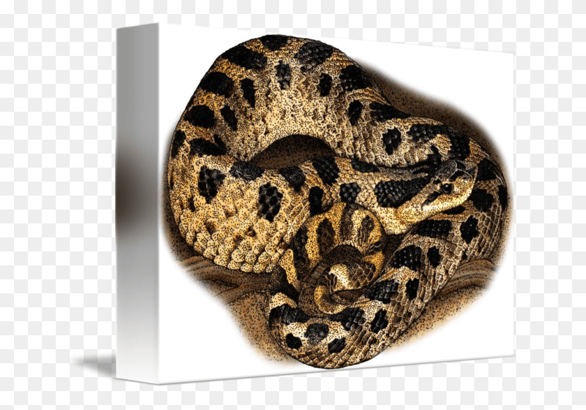 650x527 Hognose Snake For Sale Serpent, Rug, Reptile, Animal HD PNG Download