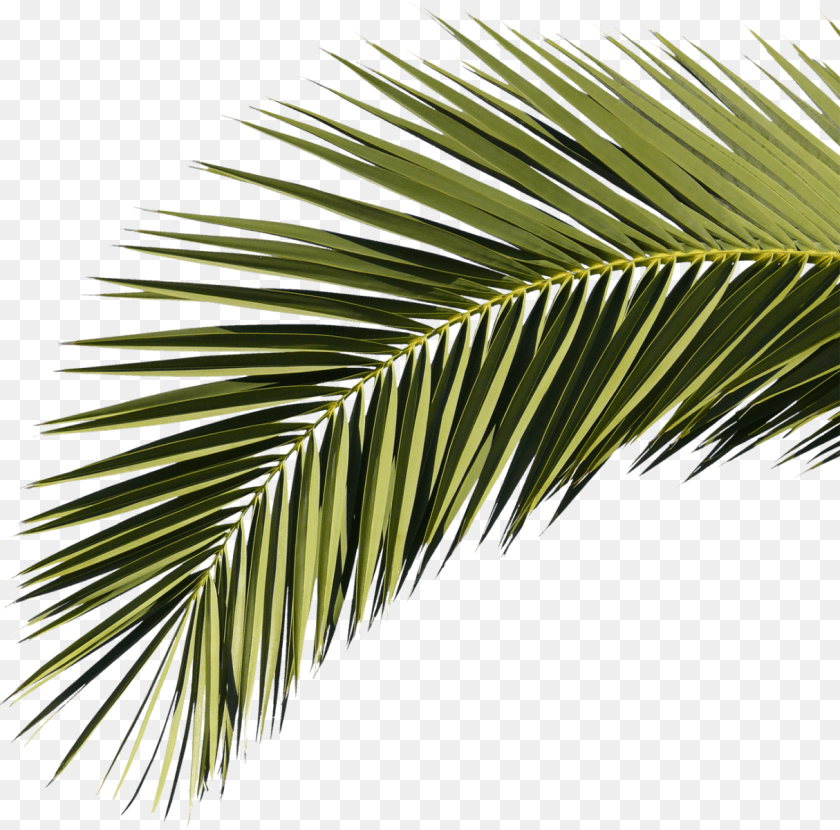 Hoja De Palmera, Leaf, Palm Tree, Plant, Tree PNG