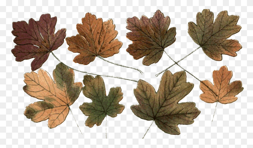 1147x635 Hojas De, Hoja, Planta, Árbol Hd Png